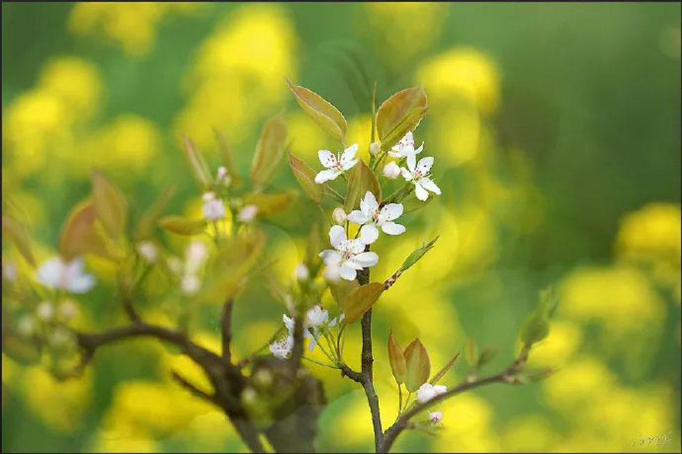 【春天，广西桂林灌阳县向您发出邀请！】我们在灌阳看梨花 - 游山玩水 - 荆州生活社区 - 荆州28生活网 jingzhou.28life.com