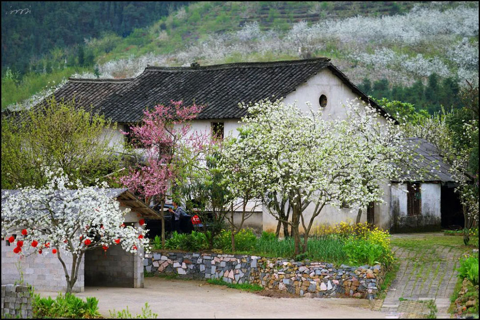 【春天，广西桂林灌阳县向您发出邀请！】我们在灌阳看梨花 - 游山玩水 - 荆州生活社区 - 荆州28生活网 jingzhou.28life.com