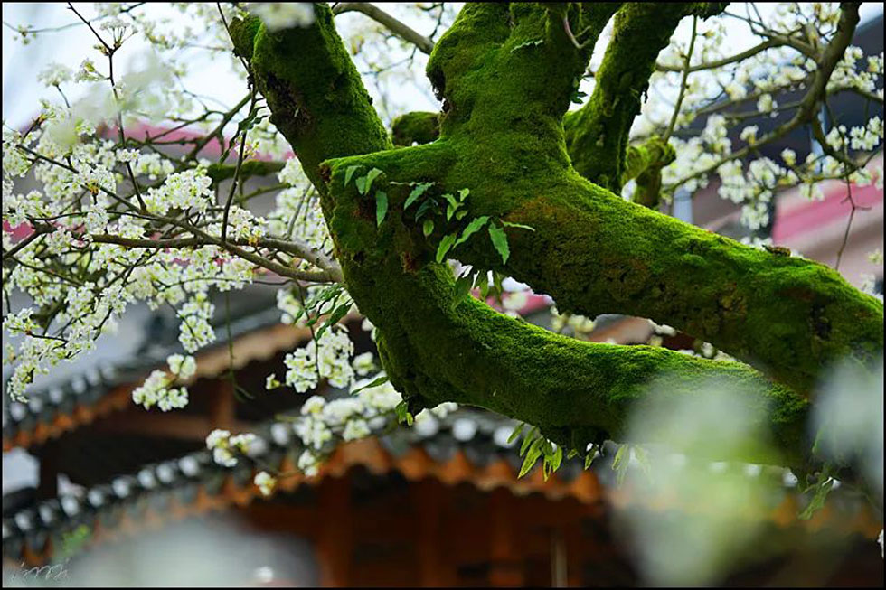 【春天，广西桂林灌阳县向您发出邀请！】我们在灌阳看梨花 - 游山玩水 - 荆州生活社区 - 荆州28生活网 jingzhou.28life.com