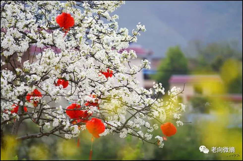 【春天，广西桂林灌阳县向您发出邀请！】我们在灌阳看梨花 - 游山玩水 - 荆州生活社区 - 荆州28生活网 jingzhou.28life.com