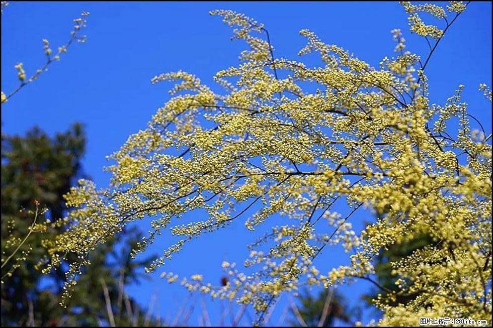 【春天，广西桂林灌阳县向您发出邀请！】米珠山前有片山苍子花在飘香 - 游山玩水 - 荆州生活社区 - 荆州28生活网 jingzhou.28life.com
