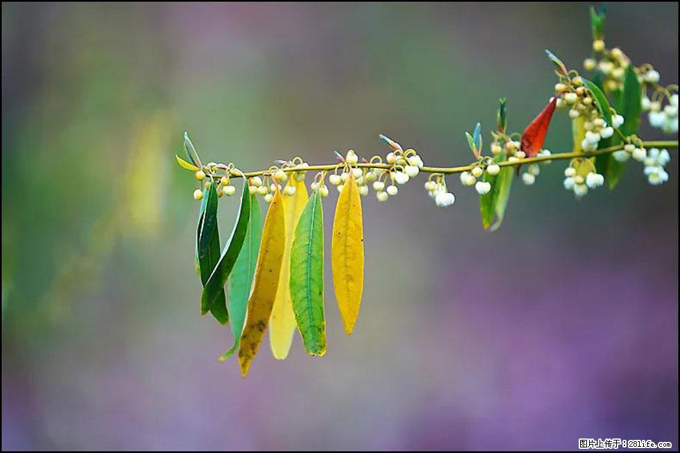 【春天，广西桂林灌阳县向您发出邀请！】米珠山前有片山苍子花在飘香 - 游山玩水 - 荆州生活社区 - 荆州28生活网 jingzhou.28life.com