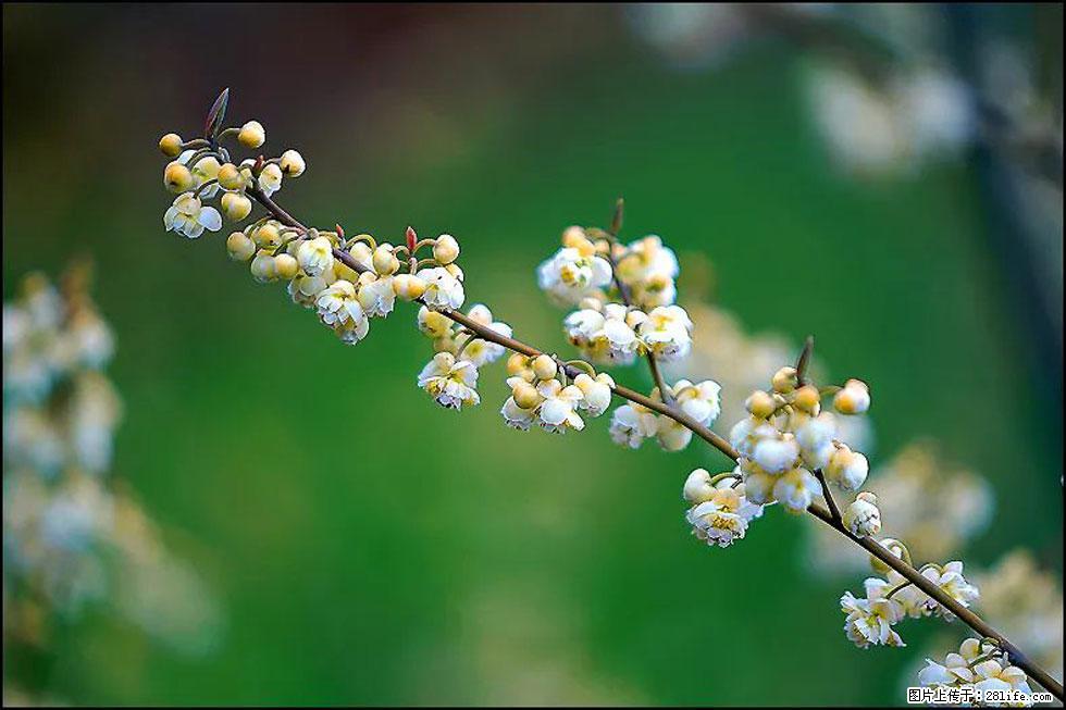 【春天，广西桂林灌阳县向您发出邀请！】米珠山前有片山苍子花在飘香 - 游山玩水 - 荆州生活社区 - 荆州28生活网 jingzhou.28life.com