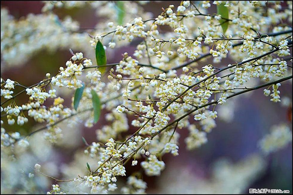 【春天，广西桂林灌阳县向您发出邀请！】米珠山前有片山苍子花在飘香 - 游山玩水 - 荆州生活社区 - 荆州28生活网 jingzhou.28life.com