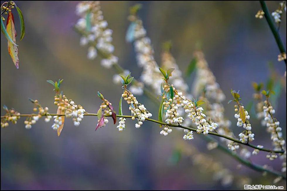 【春天，广西桂林灌阳县向您发出邀请！】米珠山前有片山苍子花在飘香 - 游山玩水 - 荆州生活社区 - 荆州28生活网 jingzhou.28life.com
