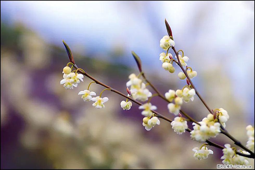 【春天，广西桂林灌阳县向您发出邀请！】米珠山前有片山苍子花在飘香 - 游山玩水 - 荆州生活社区 - 荆州28生活网 jingzhou.28life.com