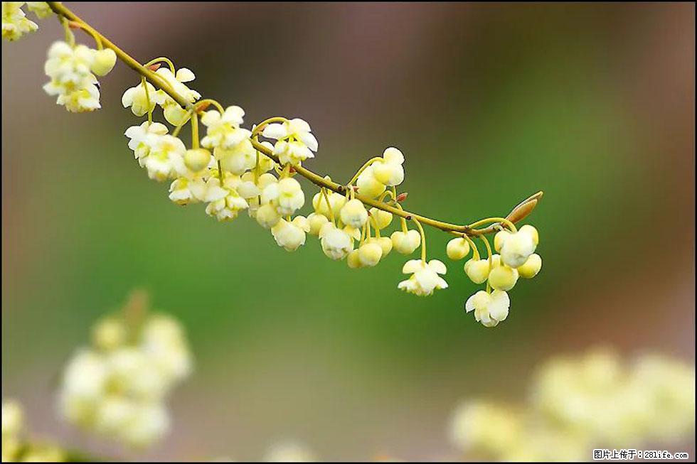【春天，广西桂林灌阳县向您发出邀请！】米珠山前有片山苍子花在飘香 - 游山玩水 - 荆州生活社区 - 荆州28生活网 jingzhou.28life.com