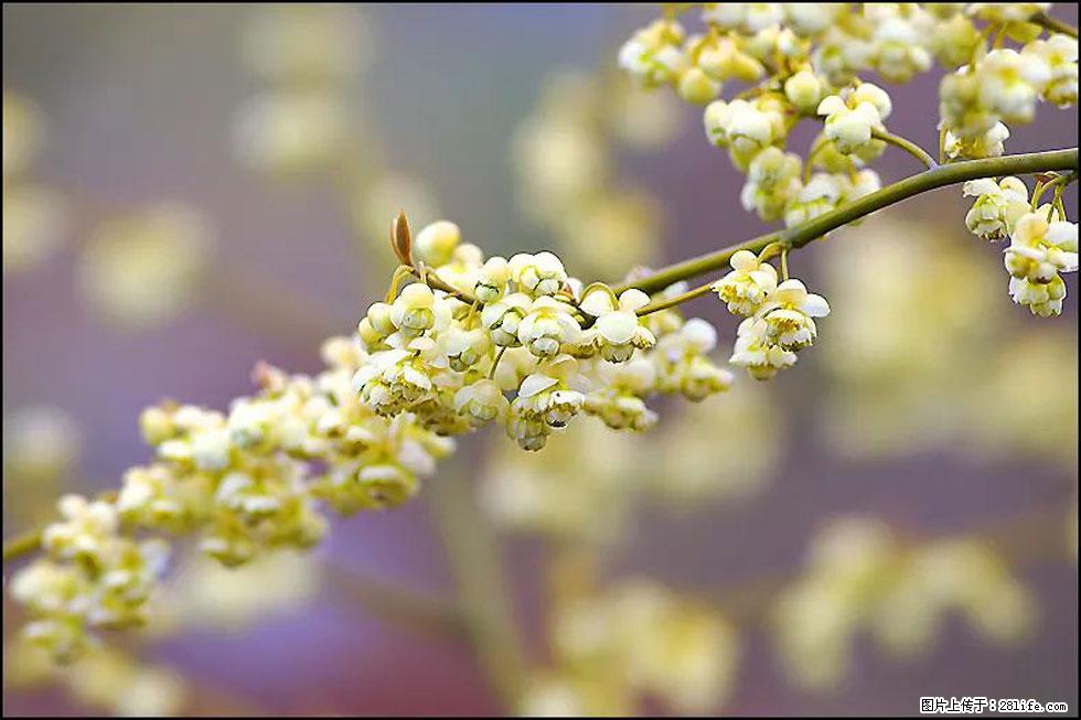 【春天，广西桂林灌阳县向您发出邀请！】米珠山前有片山苍子花在飘香 - 游山玩水 - 荆州生活社区 - 荆州28生活网 jingzhou.28life.com