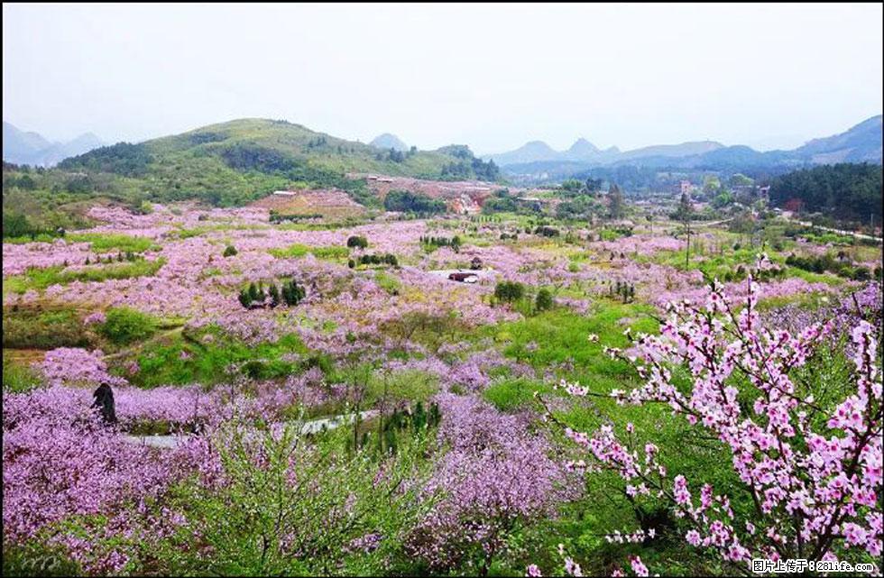 【春天，广西桂林灌阳县向您发出邀请！】官庄村有个醉美的桃花园 - 游山玩水 - 荆州生活社区 - 荆州28生活网 jingzhou.28life.com