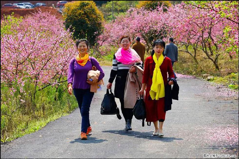 【春天，广西桂林灌阳县向您发出邀请！】官庄村有个醉美的桃花园 - 游山玩水 - 荆州生活社区 - 荆州28生活网 jingzhou.28life.com
