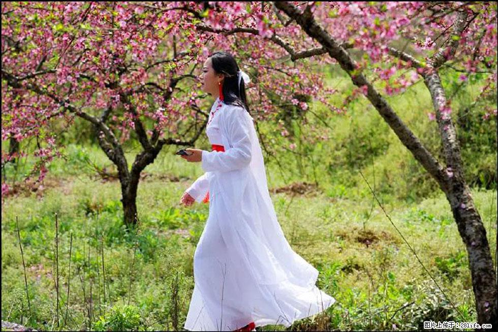 【春天，广西桂林灌阳县向您发出邀请！】官庄村有个醉美的桃花园 - 游山玩水 - 荆州生活社区 - 荆州28生活网 jingzhou.28life.com