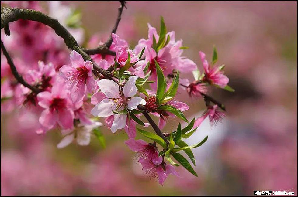 【春天，广西桂林灌阳县向您发出邀请！】官庄村有个醉美的桃花园 - 游山玩水 - 荆州生活社区 - 荆州28生活网 jingzhou.28life.com