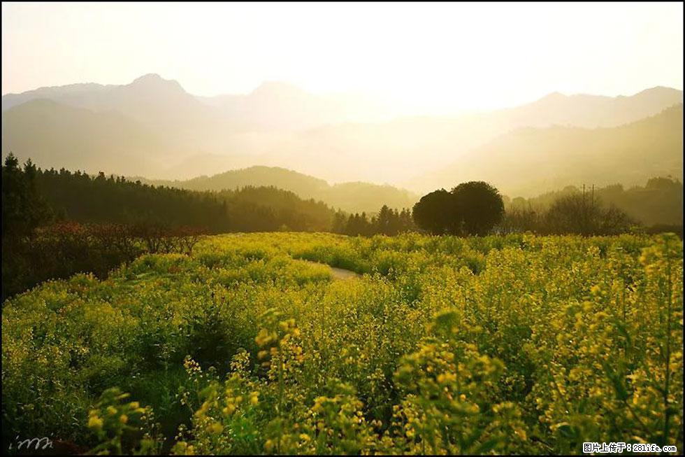 【春天，广西桂林灌阳县向您发出邀请！】长坪村油菜盛情花开 - 游山玩水 - 荆州生活社区 - 荆州28生活网 jingzhou.28life.com