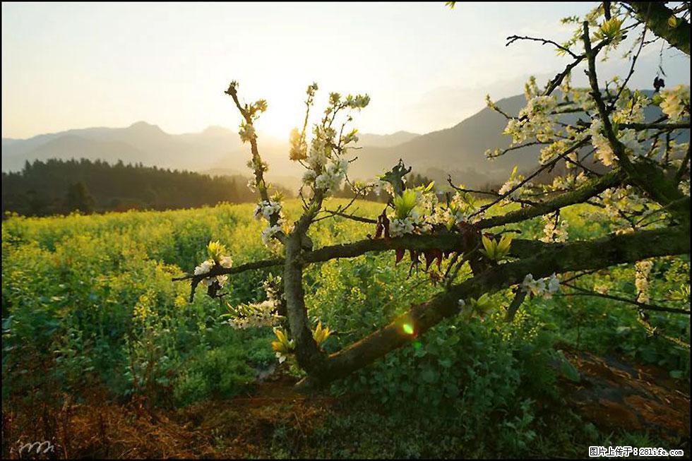 【春天，广西桂林灌阳县向您发出邀请！】长坪村油菜盛情花开 - 游山玩水 - 荆州生活社区 - 荆州28生活网 jingzhou.28life.com