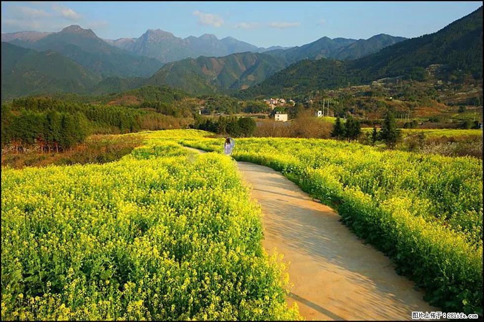 【春天，广西桂林灌阳县向您发出邀请！】长坪村油菜盛情花开 - 游山玩水 - 荆州生活社区 - 荆州28生活网 jingzhou.28life.com