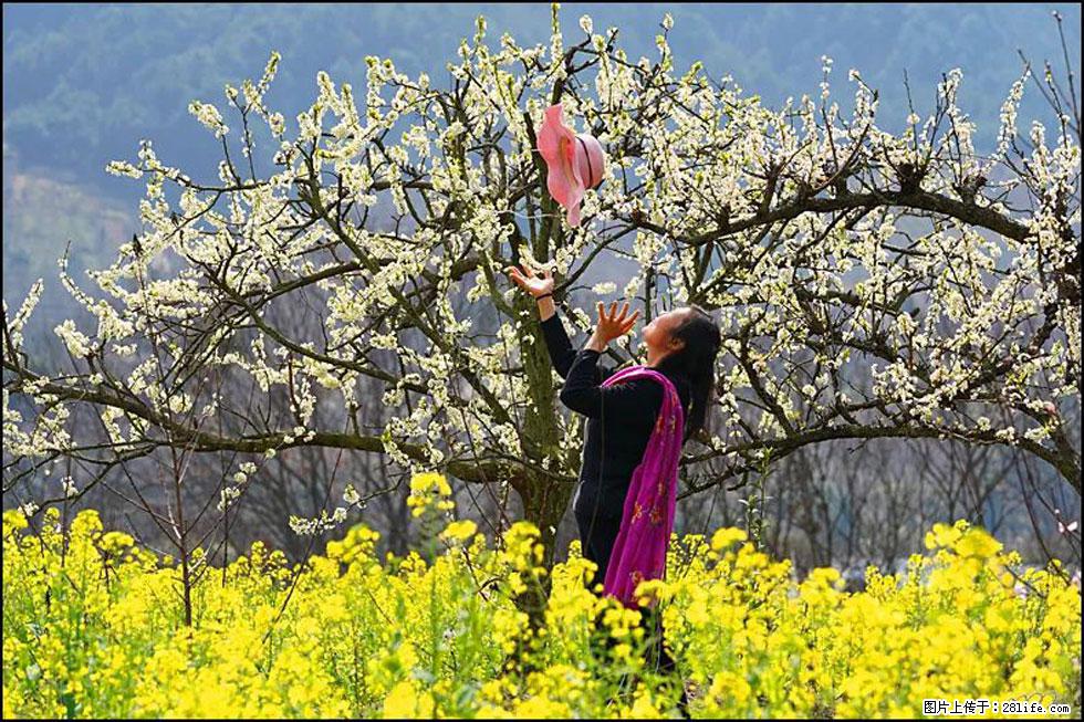 【春天，广西桂林灌阳县向您发出邀请！】长坪村油菜盛情花开 - 游山玩水 - 荆州生活社区 - 荆州28生活网 jingzhou.28life.com