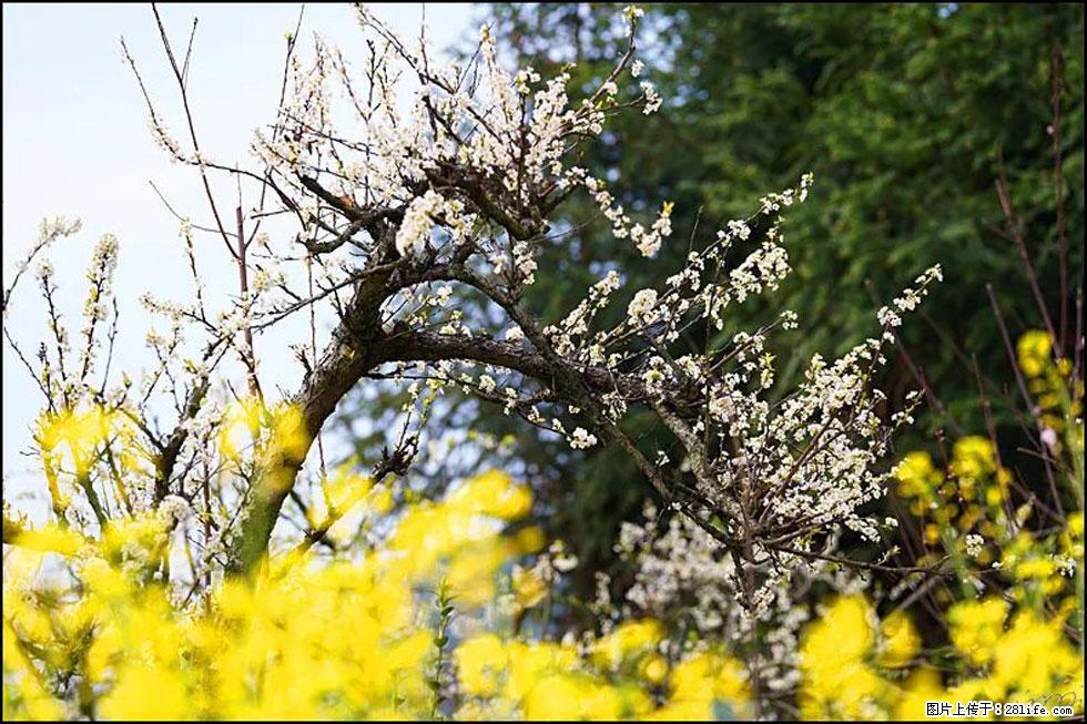 【春天，广西桂林灌阳县向您发出邀请！】长坪村油菜盛情花开 - 游山玩水 - 荆州生活社区 - 荆州28生活网 jingzhou.28life.com