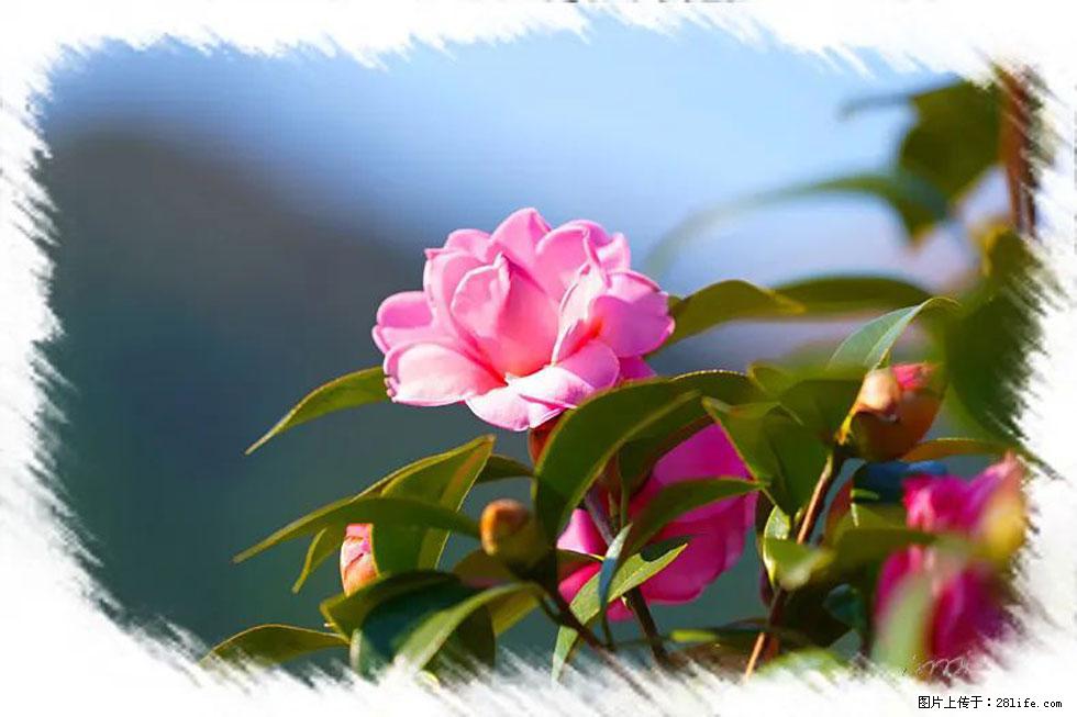 【春天，广西桂林灌阳县向您发出邀请！】杨柳井茶花惹人爱 - 游山玩水 - 荆州生活社区 - 荆州28生活网 jingzhou.28life.com