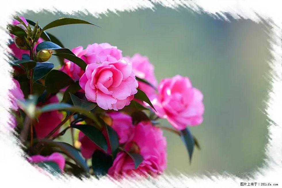 【春天，广西桂林灌阳县向您发出邀请！】杨柳井茶花惹人爱 - 游山玩水 - 荆州生活社区 - 荆州28生活网 jingzhou.28life.com