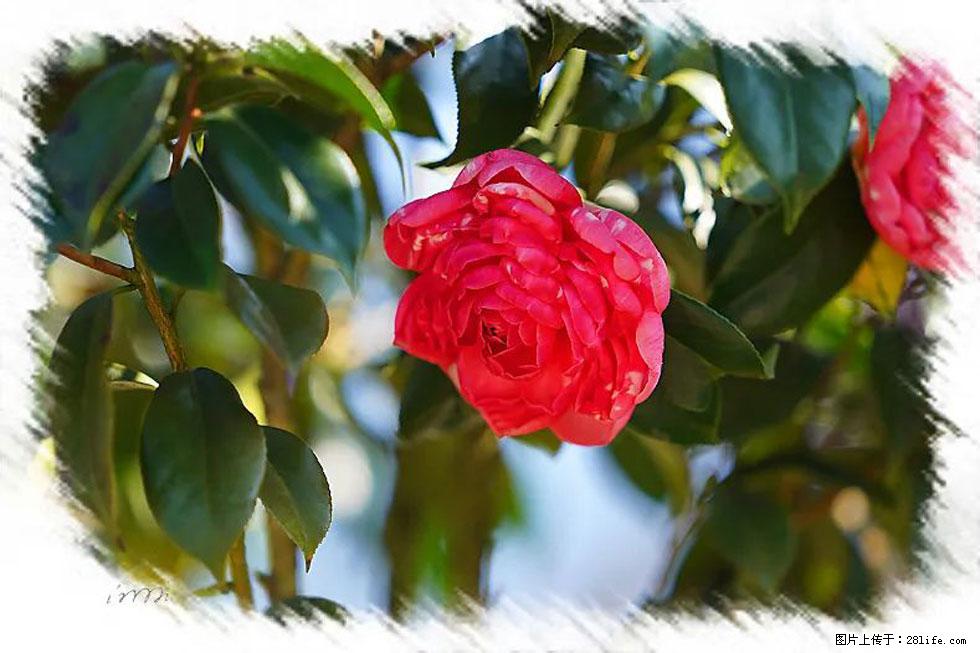 【春天，广西桂林灌阳县向您发出邀请！】杨柳井茶花惹人爱 - 游山玩水 - 荆州生活社区 - 荆州28生活网 jingzhou.28life.com