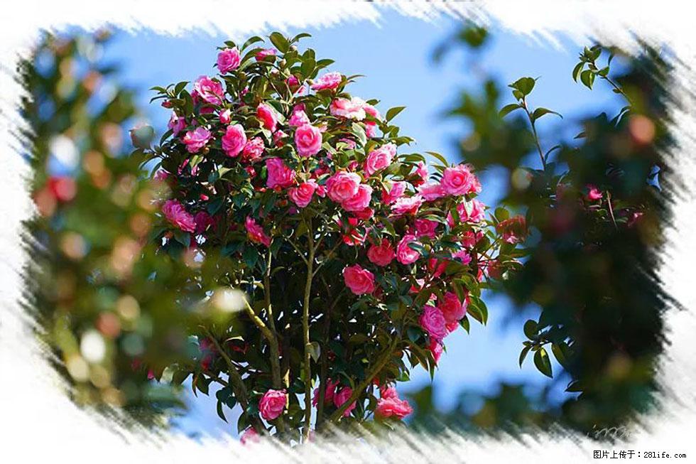 【春天，广西桂林灌阳县向您发出邀请！】杨柳井茶花惹人爱 - 游山玩水 - 荆州生活社区 - 荆州28生活网 jingzhou.28life.com