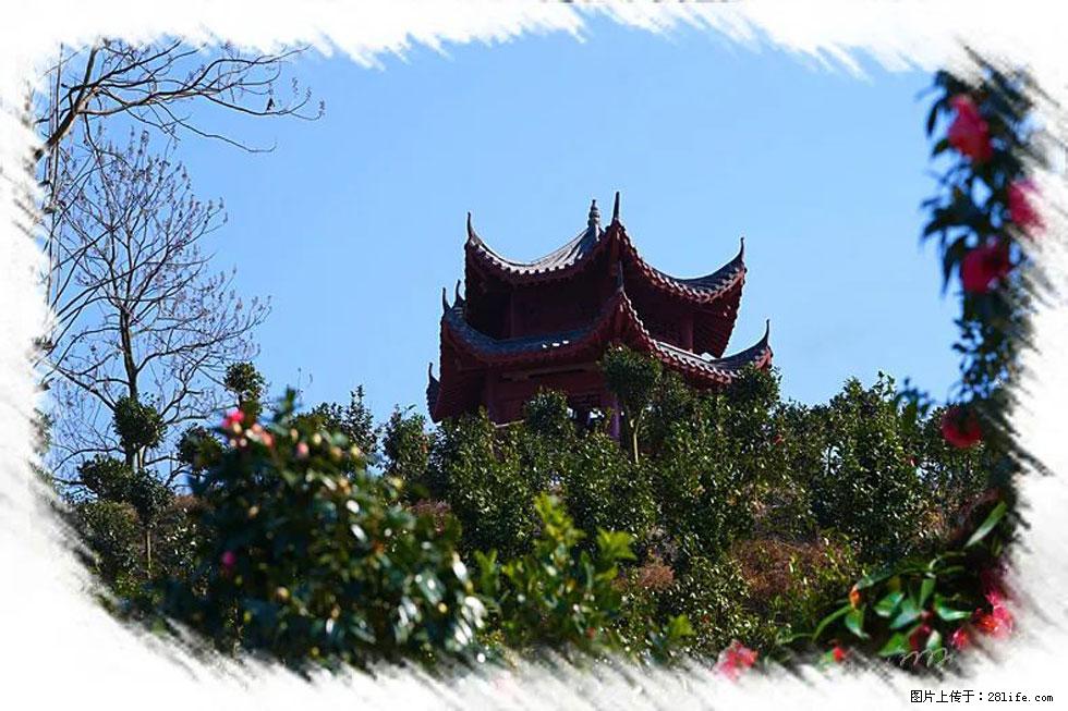 【春天，广西桂林灌阳县向您发出邀请！】杨柳井茶花惹人爱 - 游山玩水 - 荆州生活社区 - 荆州28生活网 jingzhou.28life.com