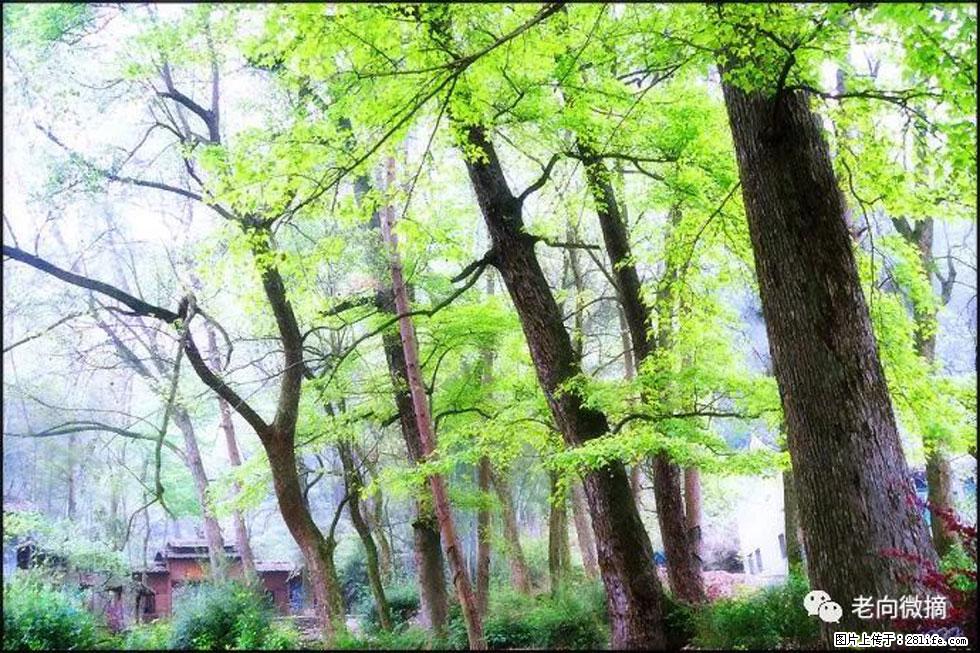 【春天，广西桂林灌阳县向您发出邀请！】在小龙村与春天约会 - 游山玩水 - 荆州生活社区 - 荆州28生活网 jingzhou.28life.com