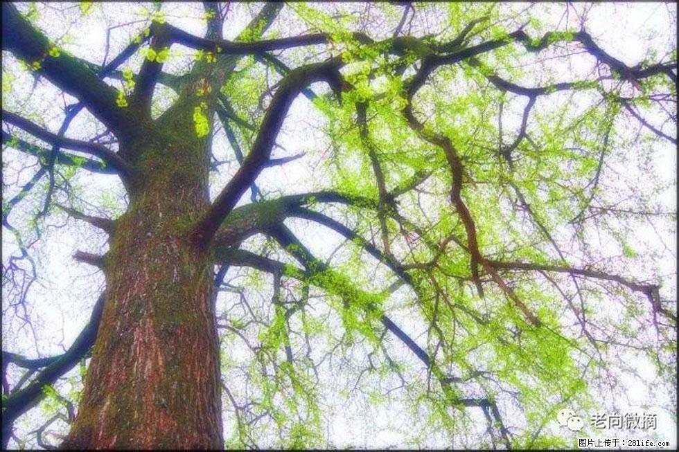 【春天，广西桂林灌阳县向您发出邀请！】在小龙村与春天约会 - 游山玩水 - 荆州生活社区 - 荆州28生活网 jingzhou.28life.com