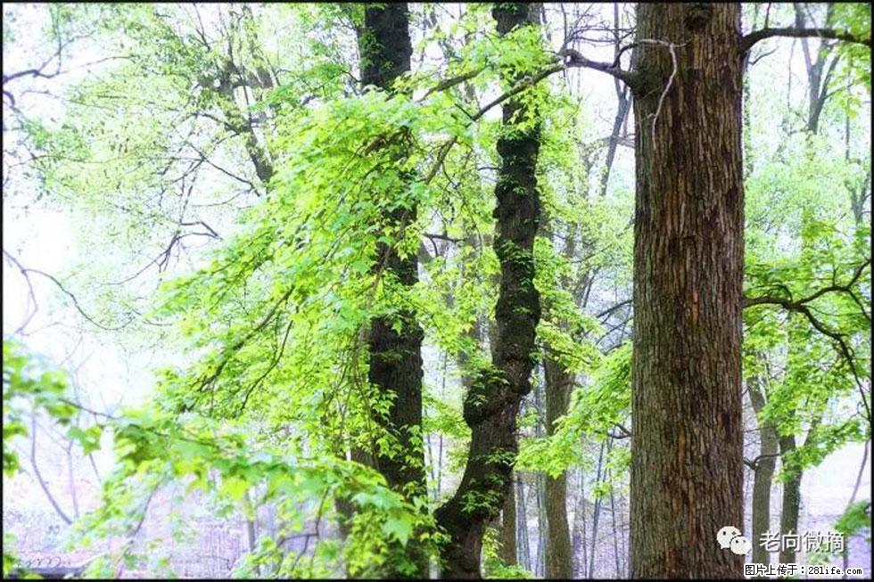 【春天，广西桂林灌阳县向您发出邀请！】在小龙村与春天约会 - 游山玩水 - 荆州生活社区 - 荆州28生活网 jingzhou.28life.com