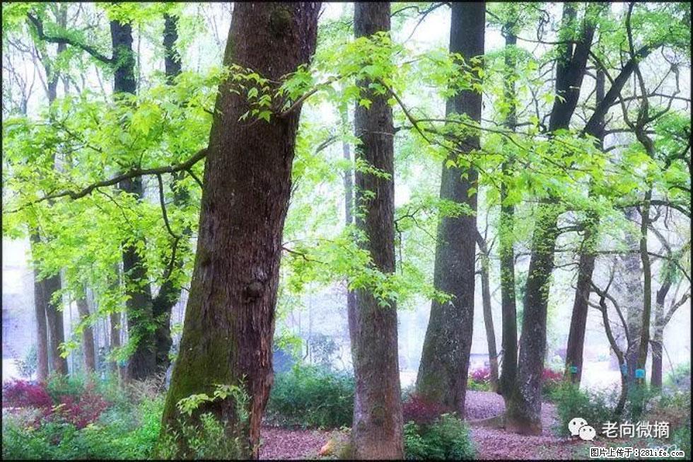 【春天，广西桂林灌阳县向您发出邀请！】在小龙村与春天约会 - 游山玩水 - 荆州生活社区 - 荆州28生活网 jingzhou.28life.com