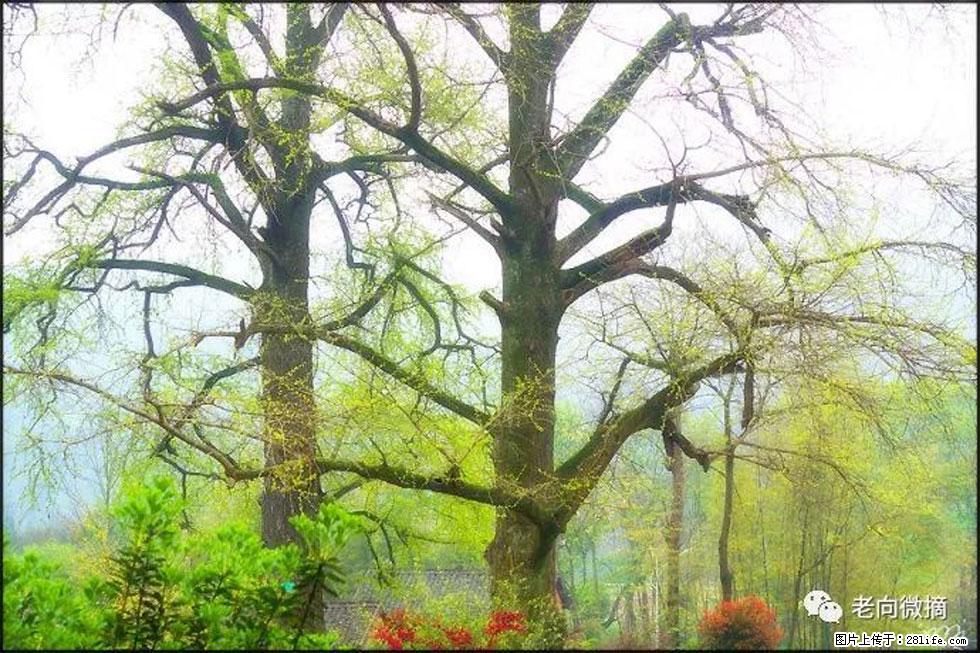 【春天，广西桂林灌阳县向您发出邀请！】在小龙村与春天约会 - 游山玩水 - 荆州生活社区 - 荆州28生活网 jingzhou.28life.com