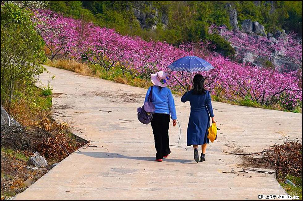 【春天，广西桂林灌阳县向您发出邀请！】望月岭上桃花开 - 游山玩水 - 荆州生活社区 - 荆州28生活网 jingzhou.28life.com