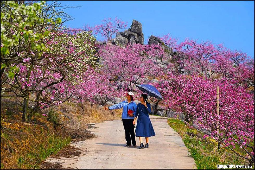 【春天，广西桂林灌阳县向您发出邀请！】望月岭上桃花开 - 游山玩水 - 荆州生活社区 - 荆州28生活网 jingzhou.28life.com