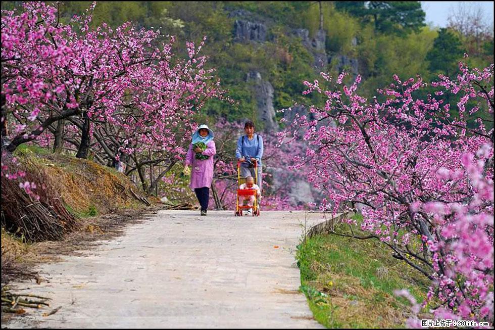 【春天，广西桂林灌阳县向您发出邀请！】望月岭上桃花开 - 游山玩水 - 荆州生活社区 - 荆州28生活网 jingzhou.28life.com