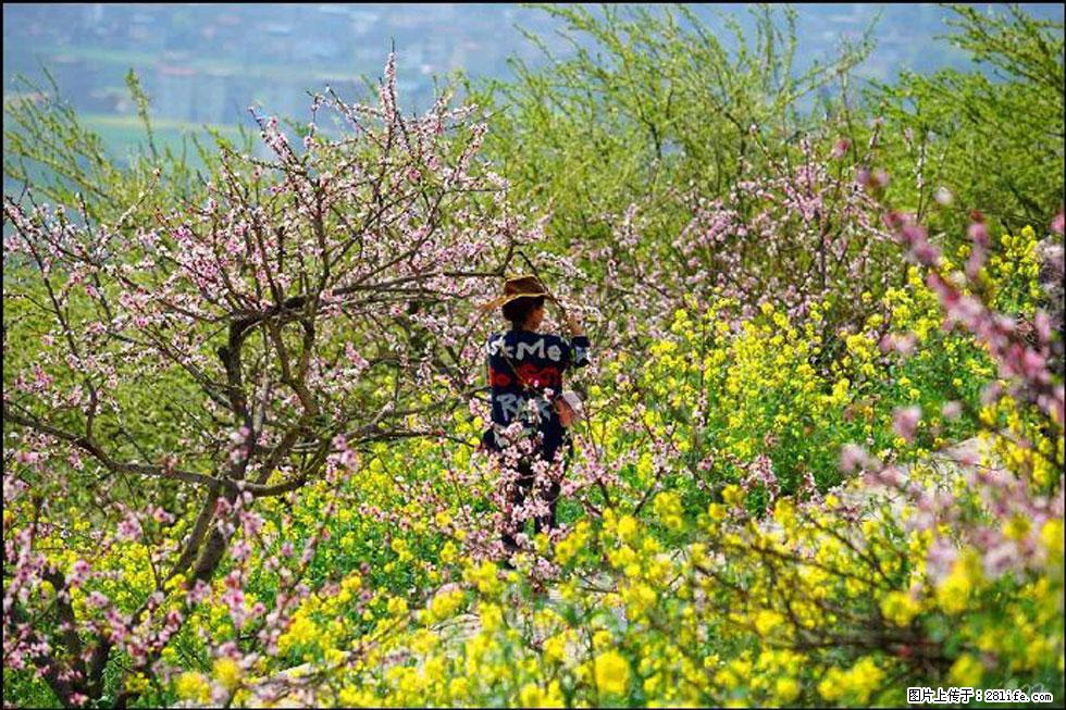 【春天，广西桂林灌阳县向您发出邀请！】望月岭上桃花开 - 游山玩水 - 荆州生活社区 - 荆州28生活网 jingzhou.28life.com