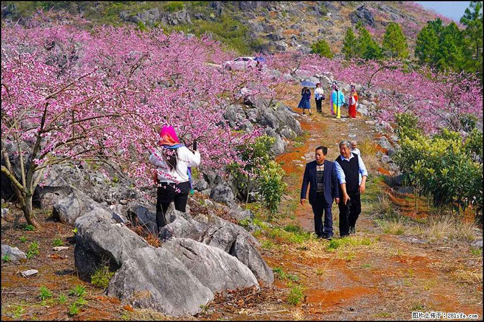 【春天，广西桂林灌阳县向您发出邀请！】望月岭上桃花开 - 游山玩水 - 荆州生活社区 - 荆州28生活网 jingzhou.28life.com