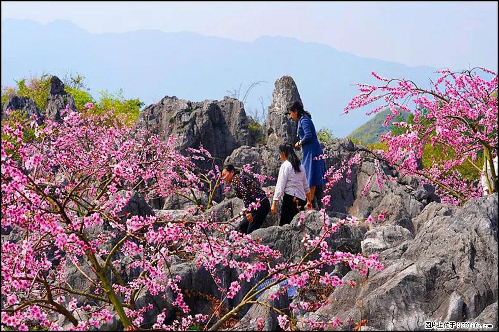 【春天，广西桂林灌阳县向您发出邀请！】望月岭上桃花开 - 游山玩水 - 荆州生活社区 - 荆州28生活网 jingzhou.28life.com