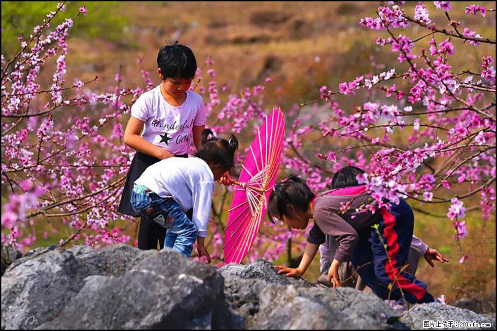【春天，广西桂林灌阳县向您发出邀请！】望月岭上桃花开 - 游山玩水 - 荆州生活社区 - 荆州28生活网 jingzhou.28life.com