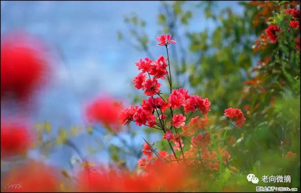 【春天，广西桂林灌阳县向您发出邀请！】登麒麟山，相约映山红 - 游山玩水 - 荆州生活社区 - 荆州28生活网 jingzhou.28life.com