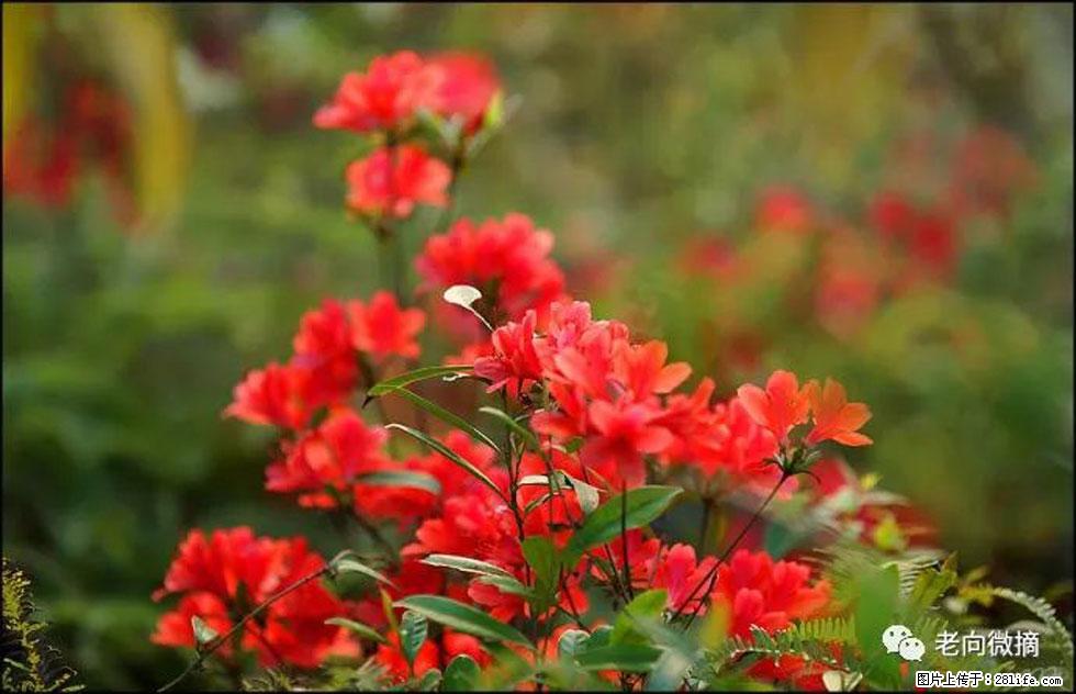 【春天，广西桂林灌阳县向您发出邀请！】登麒麟山，相约映山红 - 游山玩水 - 荆州生活社区 - 荆州28生活网 jingzhou.28life.com