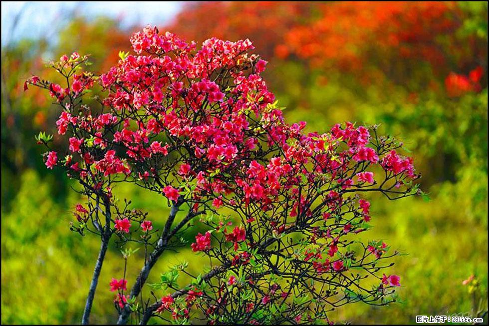 【春天，广西桂林灌阳县向您发出邀请！】春木界上映山红 - 游山玩水 - 荆州生活社区 - 荆州28生活网 jingzhou.28life.com