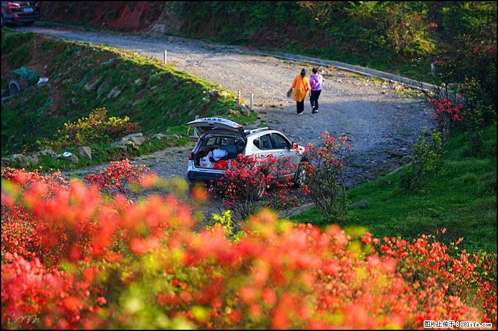 【春天，广西桂林灌阳县向您发出邀请！】春木界上映山红 - 游山玩水 - 荆州生活社区 - 荆州28生活网 jingzhou.28life.com