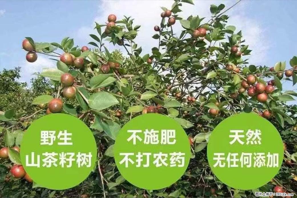 【灌阳县油茶产业示范区】一个有着充实的精神生活的人，对待身外之物自会有一种淡泊的态度 - 土特产 - 饮食特产 - 荆州分类信息 - 荆州28生活网 jingzhou.28life.com