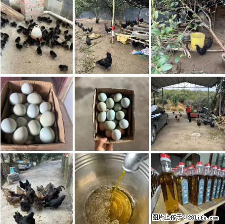 油茶园从小鸡仔开始养起的纯土鸡、土鸡蛋可以预定啦！还有前几天刚榨的纯山茶油哦 - 土特产 - 饮食特产 - 荆州分类信息 - 荆州28生活网 jingzhou.28life.com