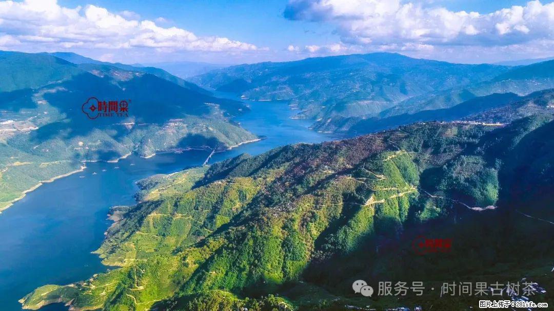 时间果百年古树龙珠普洱生茶 - 购物交流 - 荆州生活社区 - 荆州28生活网 jingzhou.28life.com