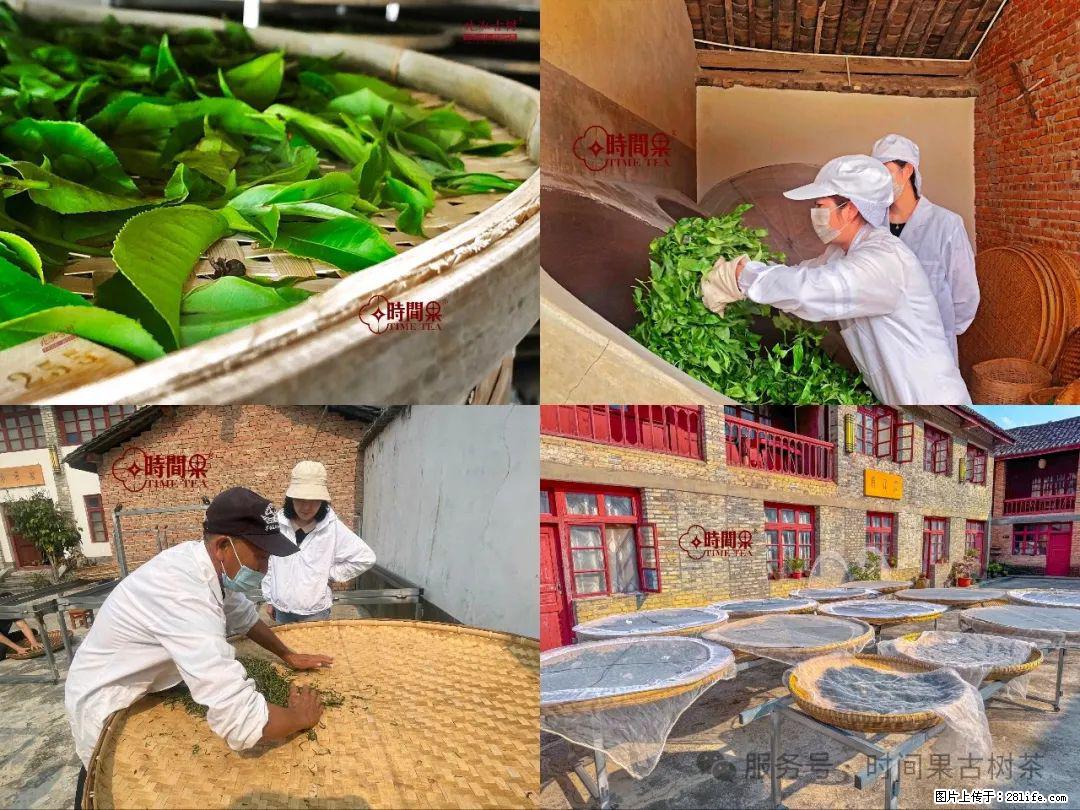 时间果百年古树龙珠普洱生茶 - 购物交流 - 荆州生活社区 - 荆州28生活网 jingzhou.28life.com