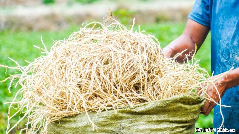 堪称“最难吃”的蔬菜,却是 “抗辐射神器”,还能护肺、清热、止咳化痰! - 荆州生活资讯 - 荆州28生活网 jingzhou.28life.com