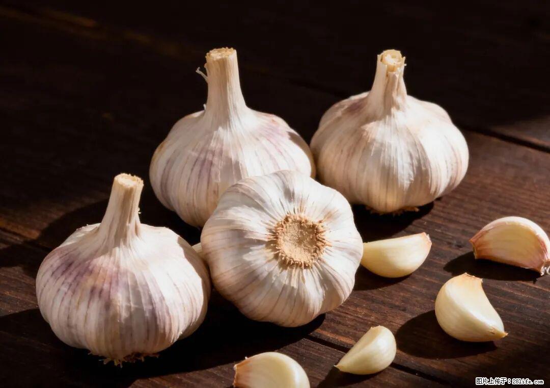 关于大蒜,除了“天然抗生素”,这4个谣言更该警惕! - 荆州生活资讯 - 荆州28生活网 jingzhou.28life.com