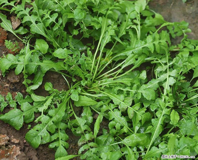 这些蔬菜是“天然钙片”，这6种被医生重点推荐 - 荆州生活资讯 - 荆州28生活网 jingzhou.28life.com