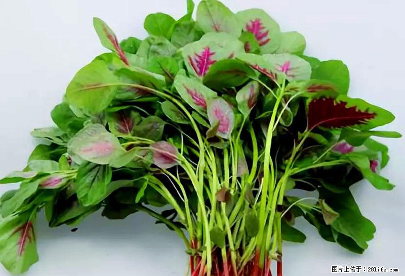 这些蔬菜是“天然钙片”，这6种被医生重点推荐 - 荆州生活资讯 - 荆州28生活网 jingzhou.28life.com